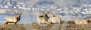 Bull elks on the hill photo