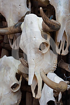 Group of bull skulls as a background