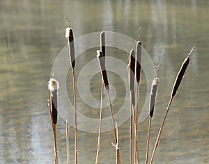 Group of Bullrush Plants.