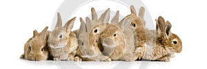 Group of bunnies photo