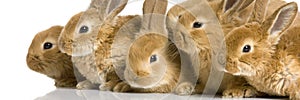 Group of bunnies