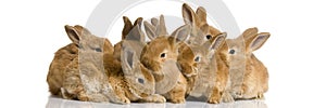 Group of bunnies