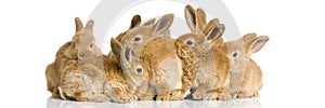 Group of bunnies photo