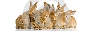 Group of bunnies