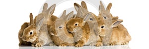 Group of bunnies