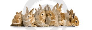 Group of bunnies photo