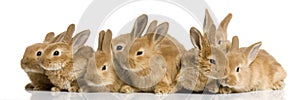 Group of bunnies