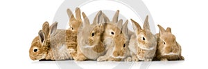 Group of bunnies photo