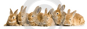 Group of bunnies