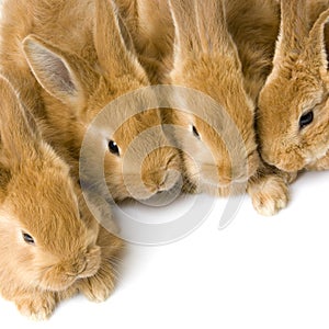 Group of bunnies photo