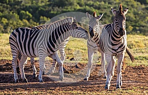 Three Burchell`s zebras in late afternoon sun photo