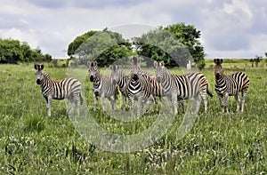 Group of Burchells Zebra