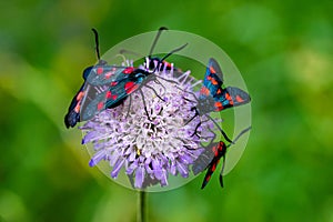 Group of burnet or forester moths on a flower. Insects on the plant. summer butterflies foresters