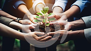 Group of business people hands holding and caring for green tree seedling. Environment conservation and sustainable development