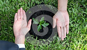 Group of businesspeople hand grow and nurture plant together. Gyre