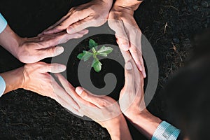 Group of businesspeople hand grow and nurture plant together. Gyre