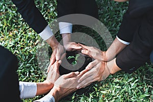 Group of businesspeople hand grow and nurture plant together. Gyre photo