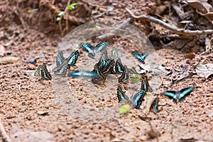 Group of butterflies common jay eaten mineral on sand.