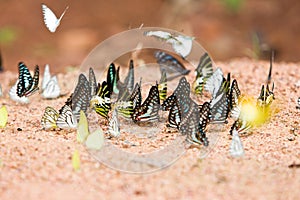 Group of butterflies common jay eaten mineral on sand.