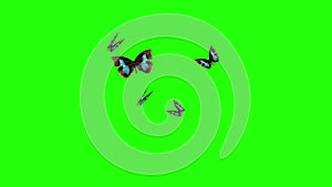 Group of butterflies flying on green screen, environment nature animation