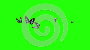 Group of butterflies flying on green screen, environment nature animation