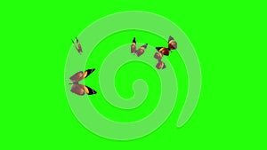 Group of butterflies flying on green screen, environment nature animation