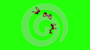 Group of butterflies flying on green screen, environment nature animation