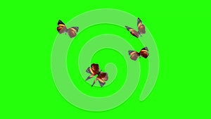 Group of butterflies flying on green screen, environment nature animation