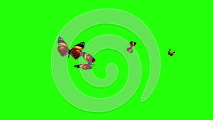 Group of butterflies flying on green screen, environment nature animation