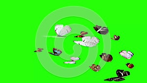 Group of butterflies flying on green screen, environment nature animation