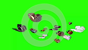 Group of butterflies flying on green screen, environment nature animation