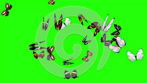 Group of butterflies flying on green screen, environment nature animation