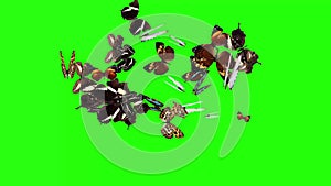 Group of butterflies flying on green screen, environment nature animation