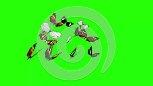 Group of butterflies flying on green screen, environment nature animation