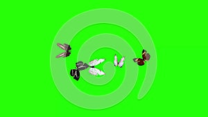 Group of butterflies flying on green screen, environment nature animation