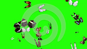 Group of butterflies flying on green screen, environment nature animation