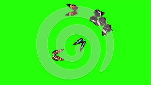 Group of butterflies flying on green screen, environment nature animation