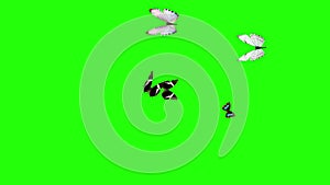 Group of butterflies flying on green screen, environment nature animation