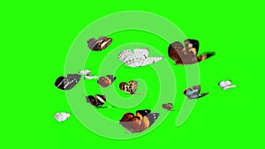 Group of butterflies flying on green screen, environment nature animation