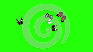 Group of butterflies flying on green screen, environment nature animation