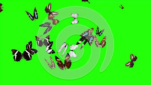 Group of butterflies flying on green screen, environment nature animation