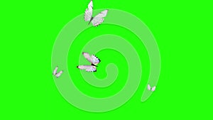 Group of butterflies flying on green screen, environment nature animation