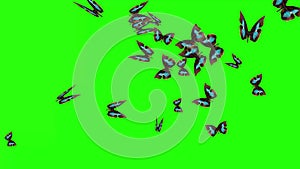 Group of butterflies flying on green screen, environment nature animation