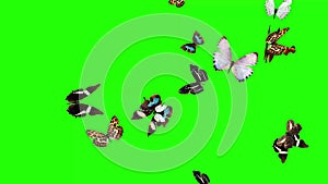 Group of butterflies flying on green screen, environment nature animation