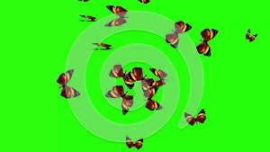 Group of butterflies flying on green screen, environment nature animation