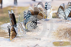 Group of butterflies