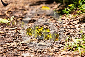 Group of butterflies puddling on the ground and flying in nature