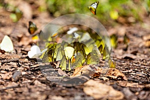 Group of butterflies puddling on the ground and flying in nature
