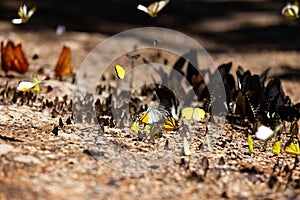 Group of butterflies puddling on the ground and flying in nature