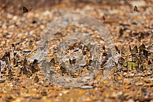 Group of butterflies puddling on the ground and flying in nature